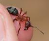 Formica sanguinea